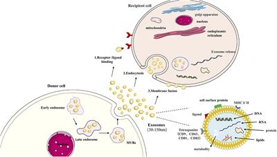 The Potential Roles of Exosomes in Chronic Obstructive Pulmonary Disease